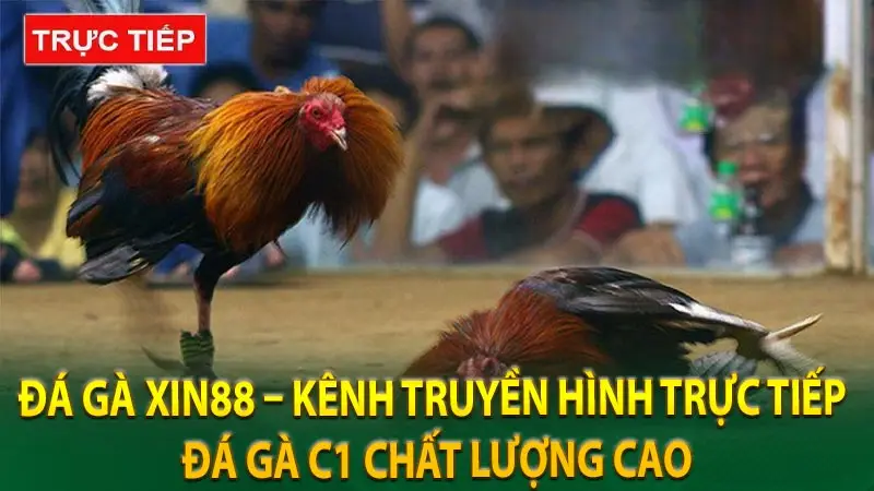 Tìm hiểu đá gà C1 Xin88 – Sức hút khó cưỡng với cược thủ