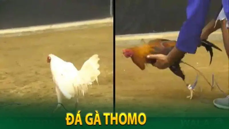 Đá gà Thomo Xin88 – Trải nghiệm cá cược trực tiếp chuyên nghiệp