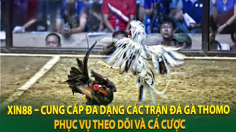 Sức hấp dẫn khi xem và cược đá gà Thomo Xin88