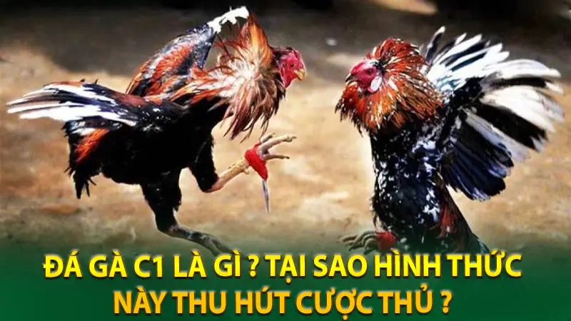 Đá gà C1 Xin88 – Nền tảng truyền hình trực tiếp chất lượng