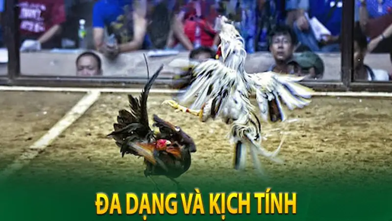 Lưu ý quan trọng khi tham gia cá cược đá gà C1