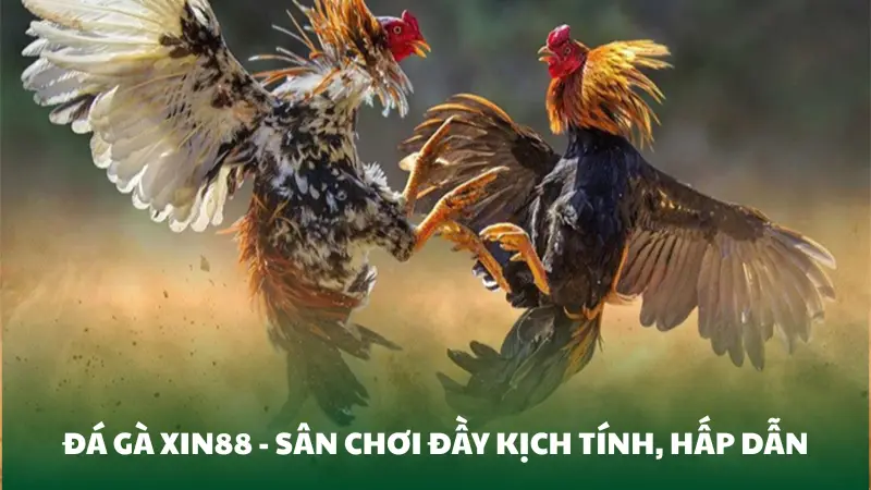 Đá gà Xin88 – Đấu trường cá cược gà trực tuyến đỉnh cao 2025