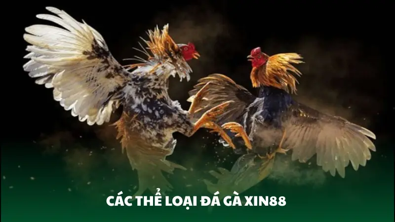 Các thể loại đá gà được yêu thích tại Xin88