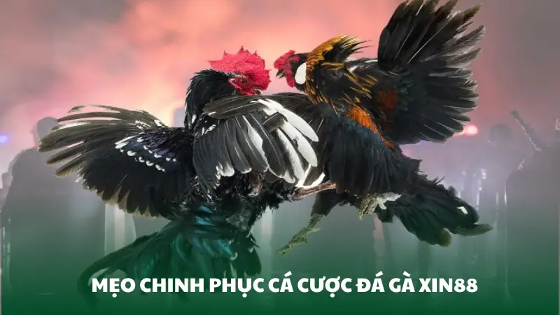 Mẹo chinh phục cá cược đá gà Xin88